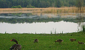 Teichlandschaft Gänse, Foto: N. Mucha, Lizenz: N. Mucha