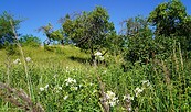 Streuobstwiese bei Lobetal, Foto: Hoffnungstaler Stiftung Lobetal, Lizenz: Hoffnungstaler Stiftung Lobetal