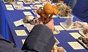 Kind untersucht einen Pilz, Foto: S. Wolf, Lizenz: NKMP