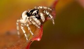 kleine Zebrasprungspinne, Foto: Jürgen Reichel (NABU Naturgucker), Lizenz: Jürgen Reichel