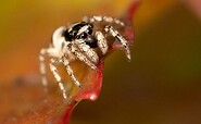 kleine Zebrasprungspinne, Foto: Jürgen Reichel (NABU Naturgucker), Lizenz: Jürgen Reichel
