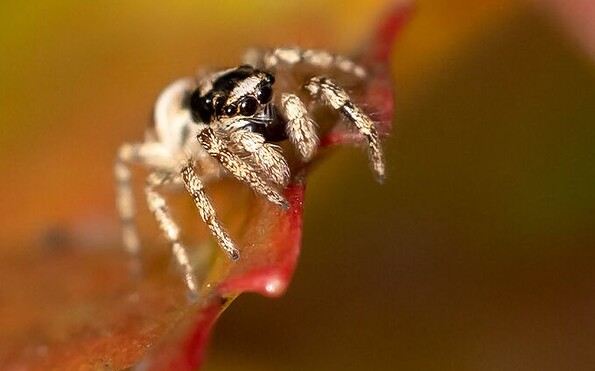 kleine Zebrasprungspinne, Foto: Jürgen Reichel (NABU Naturgucker), Lizenz: Jürgen Reichel