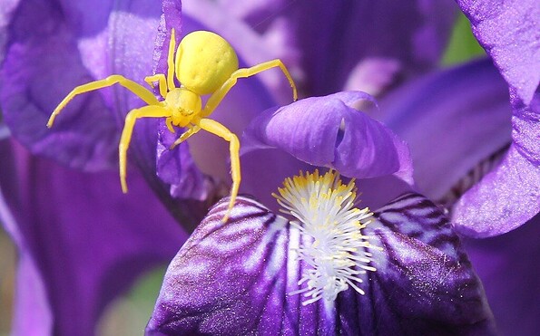 veränderliche Krabbenspinne, Foto: Klaus Dühr (NABU Naturgucker), Lizenz: Klaus Dühr