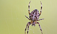 Gartenkreuzspinne, Foto: Reinhard Lehne (NABU Naturgucker), Lizenz: Reinhard Lehne
