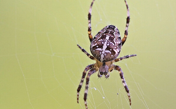 Gartenkreuzspinne, Foto: Reinhard Lehne (NABU Naturgucker), Lizenz: Reinhard Lehne