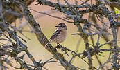 Schwarzkehlchen, Foto: Oliver Ulmer, Lizenz: NaturSchutzFonds Brandenburg