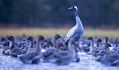 Kranich, Foto: Oliver Ulmer, Lizenz: NaturSchutzFonds Brandenburg
