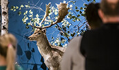 Damhirsch mit weiß gepunkteten Fell, Foto: David Marschalsky, Lizenz: Naturkundemuseum Potsdam