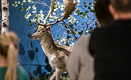 Damhirsch mit weiß gepunkteten Fell, Foto: David Marschalsky, Lizenz: Naturkundemuseum Potsdam