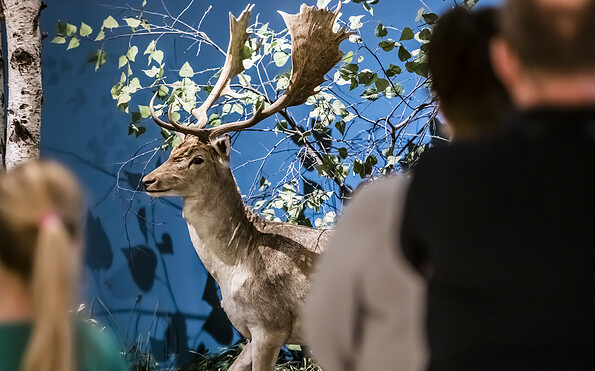 Damhirsch mit weiß gepunkteten Fell, Foto: David Marschalsky, Lizenz: Naturkundemuseum Potsdam