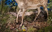 Damhirsch mit Schaufelgeweih, Foto: David Marschalsky, Lizenz: Naturkundemuseum Potsdam