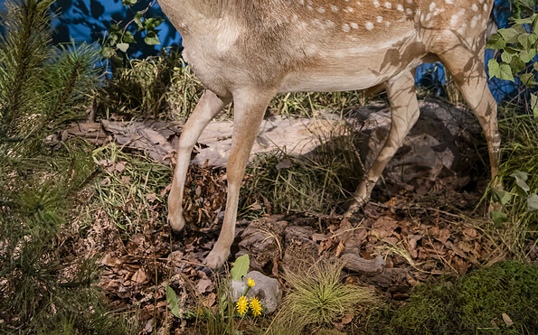 Damhirsch mit Schaufelgeweih, Foto: David Marschalsky, Lizenz: Naturkundemuseum Potsdam