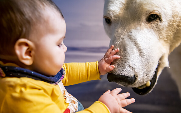 Ob der Eisbär so weich ist wie mein Kuscheltier?, Foto: David Marschalsky, Lizenz: Naturkundemuseum Potsdam