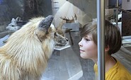 Auf Augenhöhe mit den Tieren im Polarlicht, Foto: Ina Pokorny, Lizenz: Naturkundemuseum Potsdam