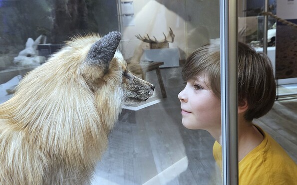 Auf Augenhöhe mit den Tieren im Polarlicht, Foto: Ina Pokorny, Lizenz: Naturkundemuseum Potsdam