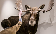 Hallo Elch!, Foto: David Marschalsky, Lizenz: Naturkundemuseum Potsdam