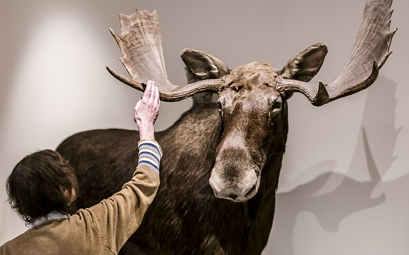 Hallo Elch!, Foto: David Marschalsky, Lizenz: Naturkundemuseum Potsdam
