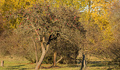 Apfelbäume bei Zehrensdorf, Foto: Steffen Bohl, Lizenz: Steffen Bohl