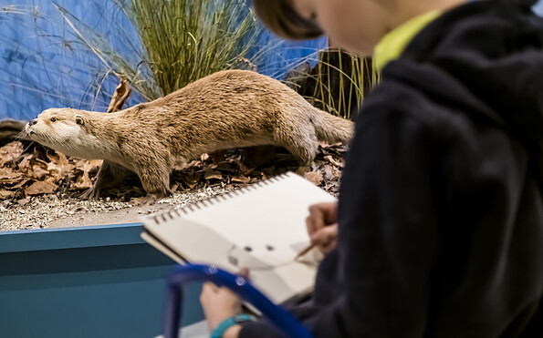 Tieren künstlerisch nahe kommen im Naturkundemuseum Potsdam, Foto: David  Marschalsky, Lizenz: Naturkundemuseum Potsdam