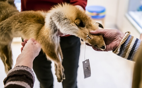 Ein Fuchsfell wird untersucht, Foto: David Marschalsky, Lizenz: Naturkundemuseum Potsdam