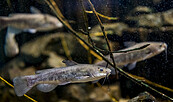 Fisch im Aquarium, Foto: David Marschalsky, Lizenz: Naturkundemuseum Potsdam