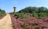 Die Kyritz-Ruppiner Heide gehört zu den größten zusammenhängenden Heidelandschaften Europas., Foto: Dr. Andreas Hänel, Lizenz: Naturpark Stechlin-Ruppiner Land