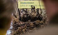 Junge Seeadler im Nest, Foto: David Marschalsky, Lizenz: Naturkundemuseum Potsdam
