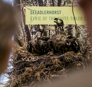 Tierischer Museumsmontag