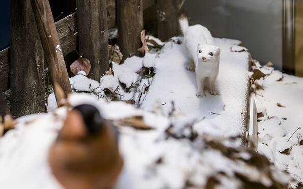 Großes Wiesel im Winterfell, Foto: David Marschalsky, Lizenz: Naturkundemuseum Potsdam
