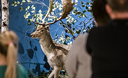 Anmut in der Tierwelt - Damhirsch mit Schaufelgeweih, Foto: David Marschalsky, Lizenz: Naturkundemuseum Potsdam