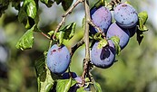 Pflaumen, Foto: pixabay, Lizenz: pixabay