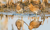 Bekassine, Foto: Thomas Hinsche, Lizenz: NaturSchutzFonds Brandenburg