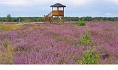 Schönower Heide , Foto: Jens Reich, Lizenz: Berliner Forsten