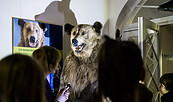 Nachts im Museum den Braunbären besuchen, Foto: D. Marschalsky, Lizenz: Naturkundemuseum Potsdam