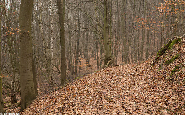 Wald bei Schlamau, Foto: Steffen Bohl, Lizenz: Steffen Bohl
