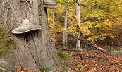 Flämingbuchen im Herbst, Foto: Steffen Bohl, Lizenz: Steffen Bohl
