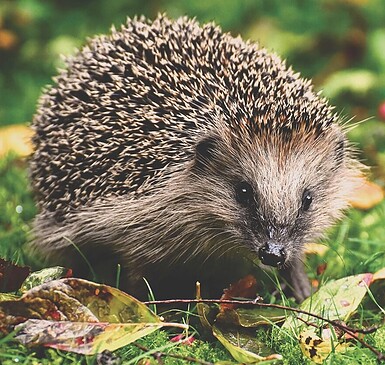 Ferienprogramm: Winterhilfe für Igel