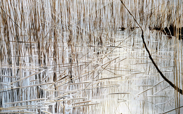Schilf, Foto: Kathrin Hänsel, Lizenz: Kathrin Hänsel