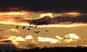 Kranichflug am Schlafplatz, Foto: Ricarda Rath, Lizenz: Naturwacht Brandenburg