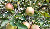 Äpfel am Baum, Foto: Anja Emrich, Lizenz: Landschafts-Förderverein Nuthe-Nieplitz-Niederung e.V.