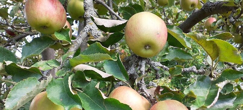 NaturParkFest - Obstsortenbestimmung