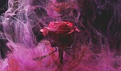 rauchende Rose, Foto: pixabay, Lizenz: pixabay
