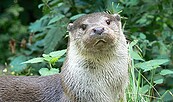 Fischotter, Foto: Rolf Jürgens, Lizenz: Rolf Jürgens