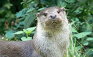 Fischotter, Foto: Rolf Jürgens, Lizenz: Rolf Jürgens