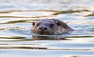 schwimmender Fischotter, Foto: Christian-D. Morawitz, Lizenz: Christian-D. Morawitz