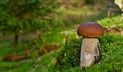 Steinpilz & Fliegenpilz, Foto: Jürgen Liebherr, Lizenz: Jürgen Liebherr / NABU Naturgucker