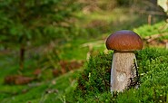 Steinpilz & Fliegenpilz, Foto: Jürgen Liebherr, Lizenz: Jürgen Liebherr / NABU Naturgucker