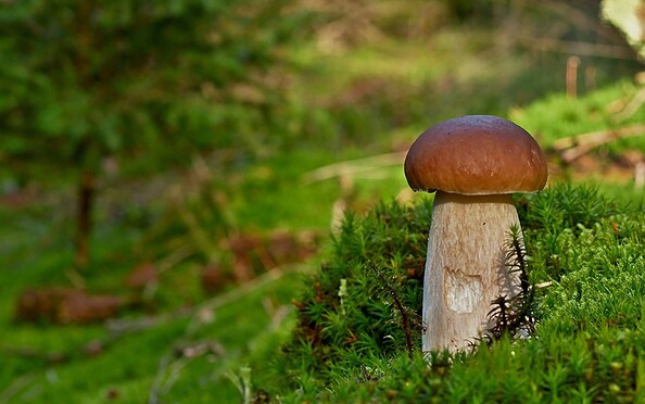 Steinpilz & Fliegenpilz, Foto: Jürgen Liebherr, Lizenz: Jürgen Liebherr / NABU Naturgucker