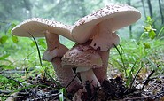 Perlpilz, Foto: Jan Wennekendonk, Lizenz: Jan Wennekendonk / NABU Naturgucker