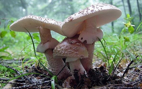Perlpilz, Foto: Jan Wennekendonk, Lizenz: Jan Wennekendonk / NABU Naturgucker